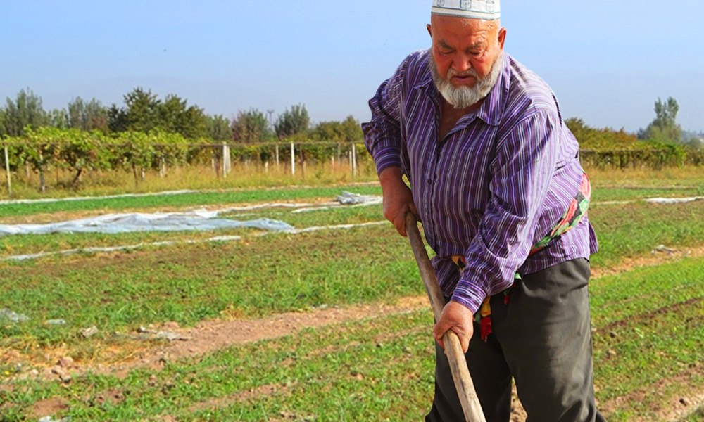 Мужчина, работающий в поле в Таджикистане