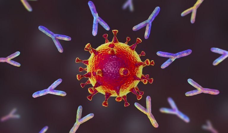 Ученые считают, что иммунитет к коронавирусу у переболевших Covid-19 может быть пожизненным