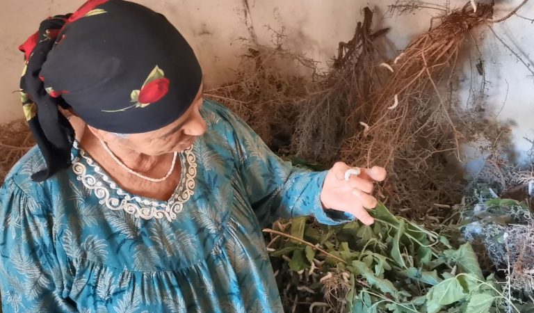 Как фермеры в Таджикистане выращивают шелкопряда