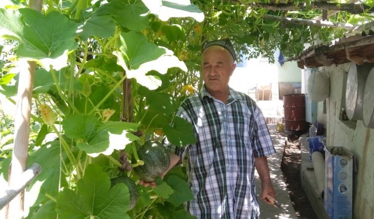 Урожай — в мешках. Как таджикистанец выращивает овощи в полиэтилене