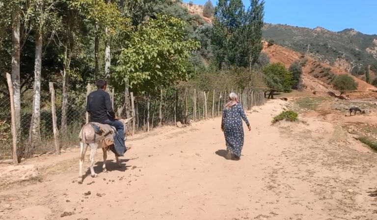 Как природа кормит семью в Бальджуване. История Паригул, которая зарабатывает на ягодах и целебных травах