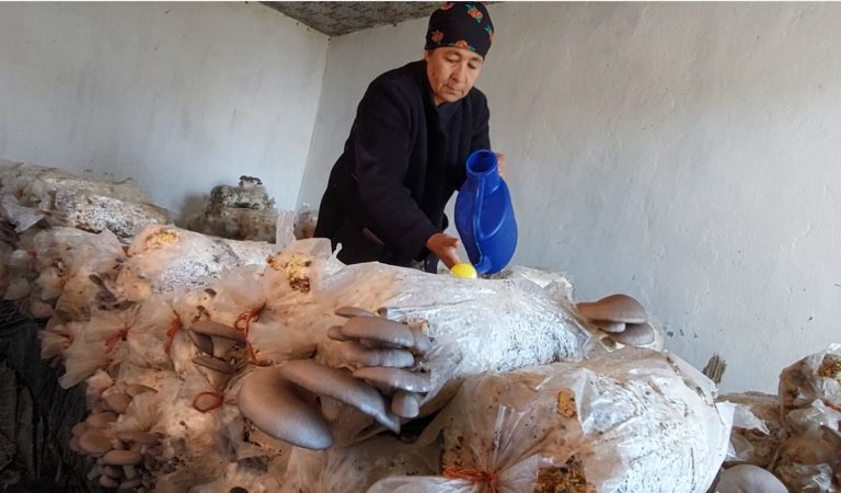 Домохозяйка на юге Таджикистана стала выращивать грибы дома
