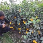 Житель Хатлона собирает лимоны в теплице