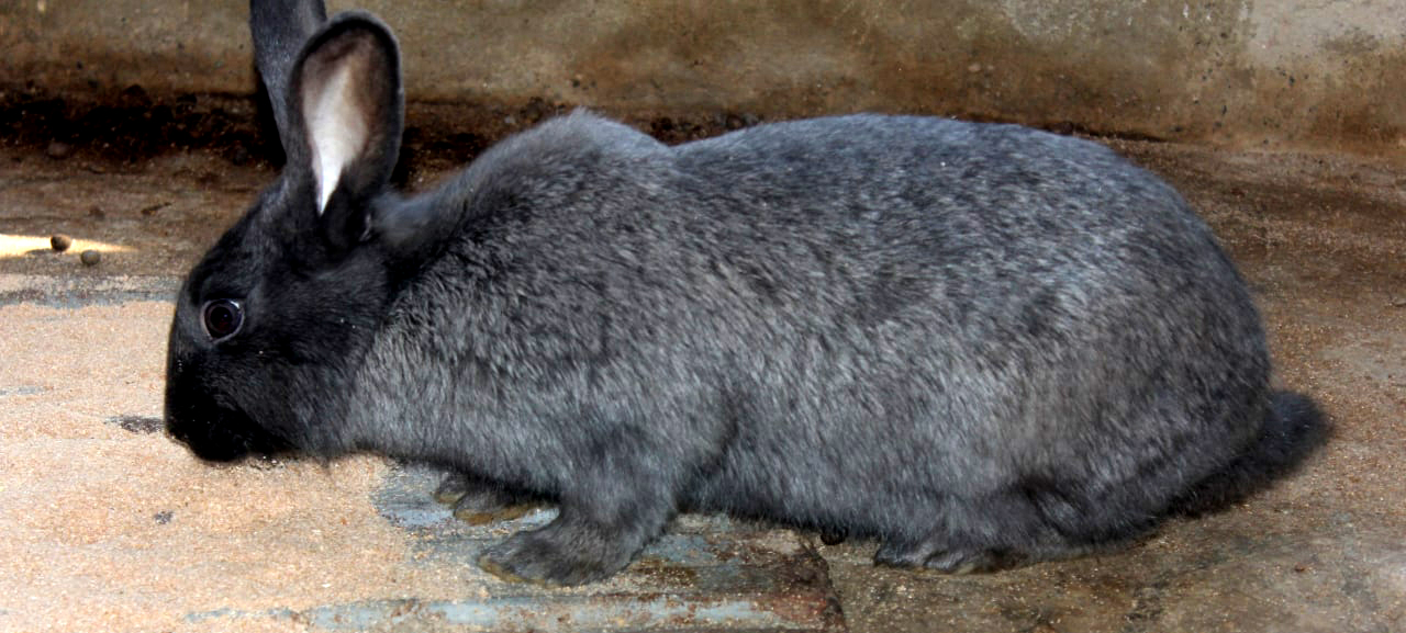 Черный кролик, которых разводит таджикский заводчик