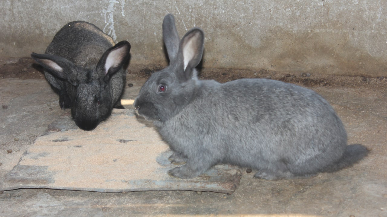 Черные кролики на ферме в Душанбе