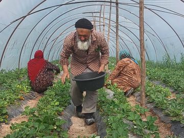Выращивание клубники в теплицах. Юг Таджикистана