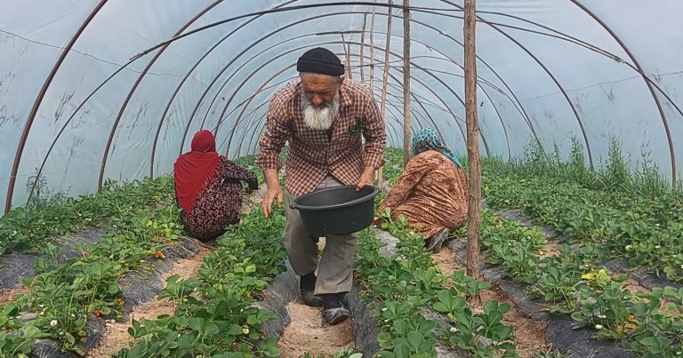 Выращивание клубники в теплицах. Юг Таджикистана