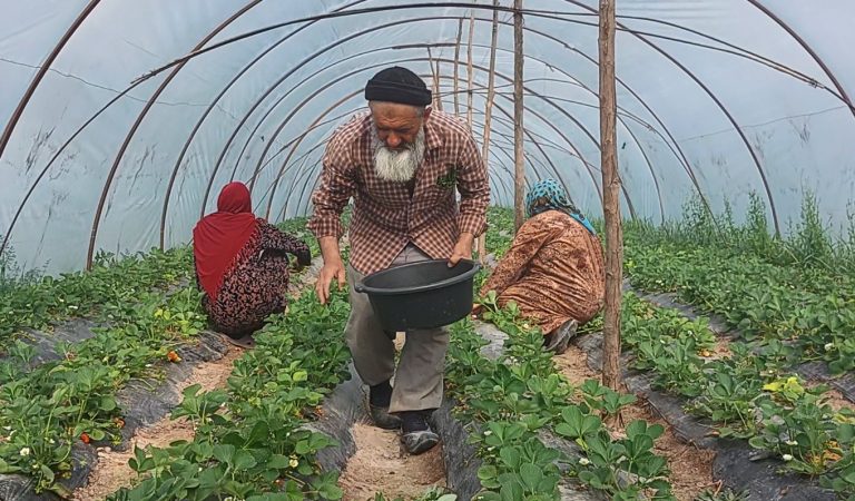 Как на юге Таджикистана собирают урожай клубники