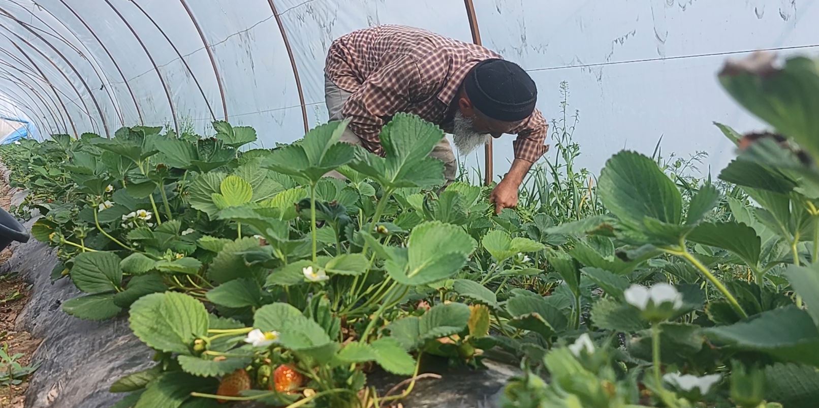 Фермер собирает клубнику в теплицах. Юг Таджикистана
