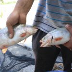 Производство рыбы в Таджикистане