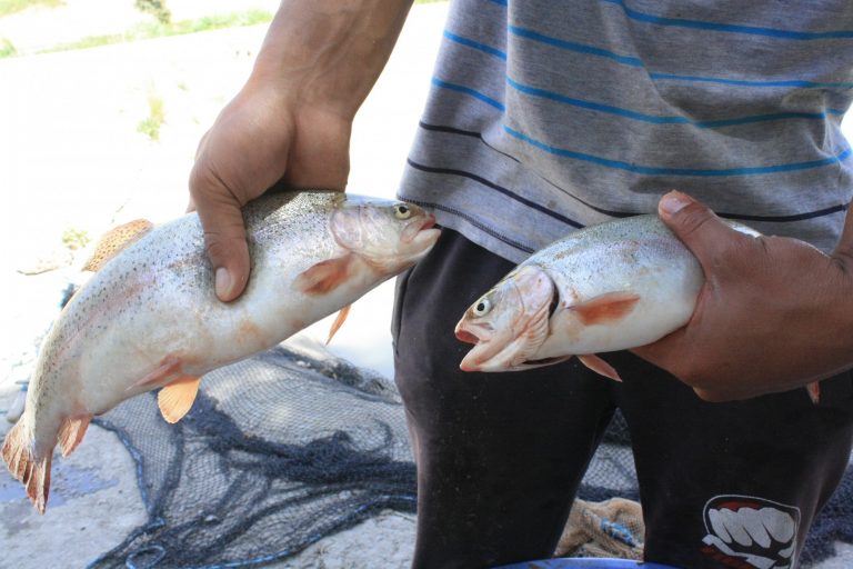 Производство рыбы в Таджикистане