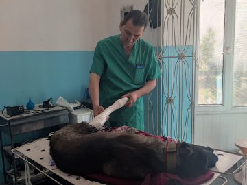 Дилшод Болтает Ветеринар в Душанбе