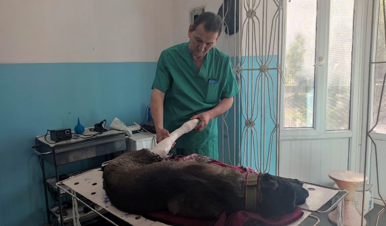 «Ветеринар — это про любовь». Как работают ветеринары в Душанбе