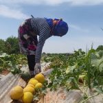 На юге Таджикистана собирают ранние дыньки