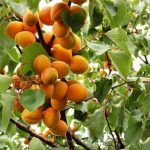 абрикосы в Аште