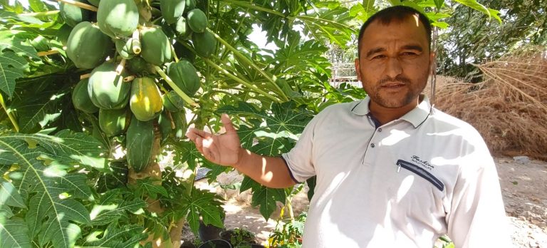 Маъруф Каюмов выращивает в Таджикистане бананы и папайю