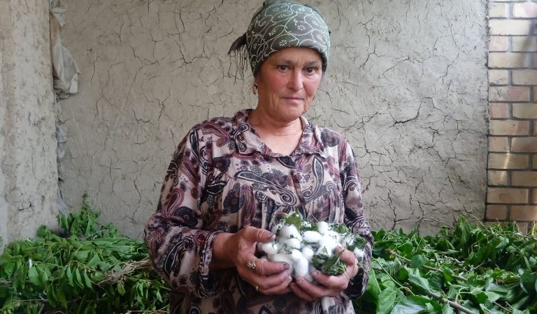 “Шуғли меросӣ”. Чӣ тавр зане дар Истаравшан пиллапарварӣ мекунад
