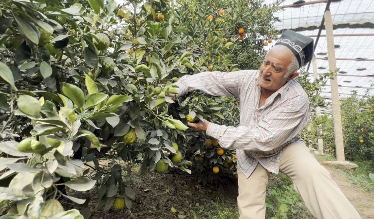 Как дехканин на юге Таджикистана выращивает 14 видов субтропических фруктов