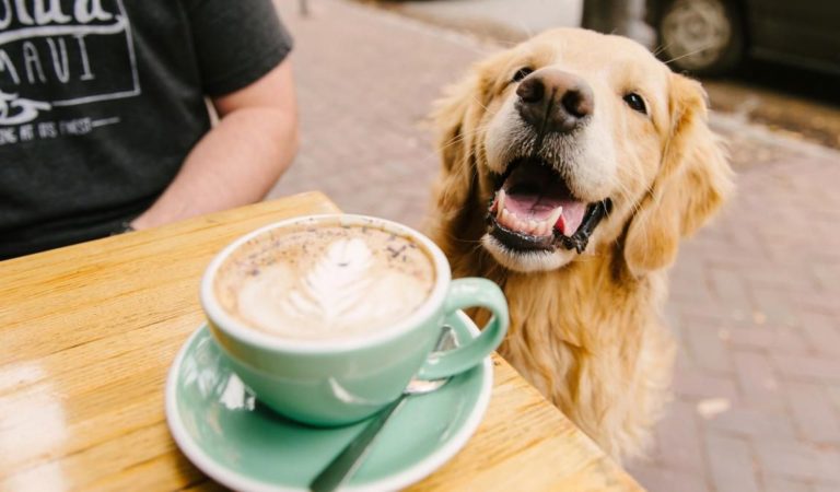 «Это не маркетинговый ход»: зачем владелец BreadCoffee в Душанбе сделал свое кафе pet-friendly